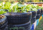 Recycled tires in a garden