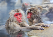 A Japanese snow monkey in Jigokudani Park, Japan