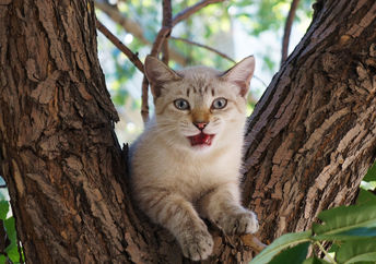 Two cats stuck in a tree