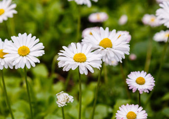 Daisies stand in the grass against a backdrop of a blue heaven with clouds