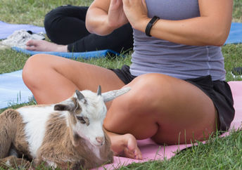 (Arizona Goat Yoga)