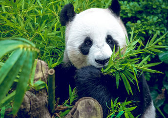 Giant pandas are no longer endangered and their population is actually on the rise. (Shutterstock)