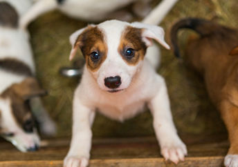 Puppies at a shelter.