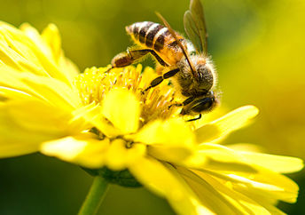 A bee on a flower.