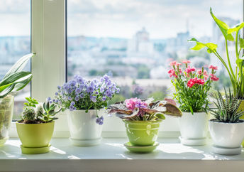 Houseplants thriving from warm weather care.