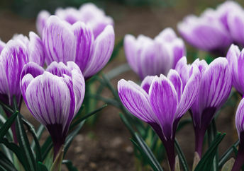 Beautiful flowers.