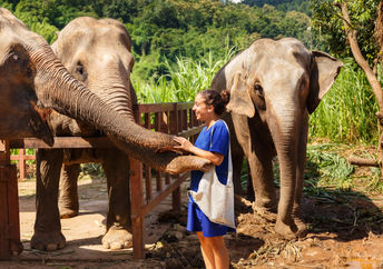 Feeding the elephants.