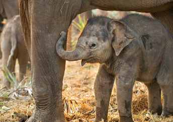 Mother and baby elephant.