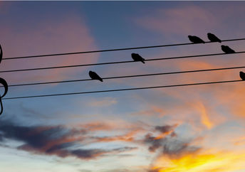 Birds on wires.