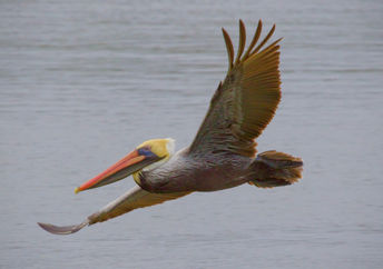 Brown pelican in flight.