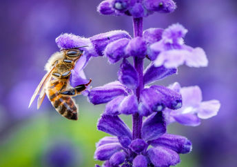 Bee on a purple flower.