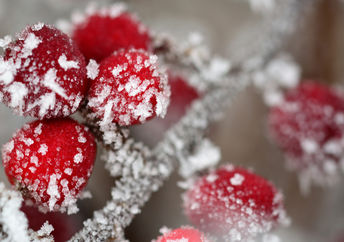 Winter berries.