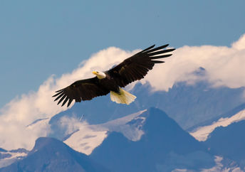 Eagle flying.