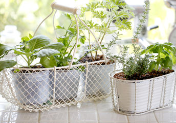 Indoor herb garden.