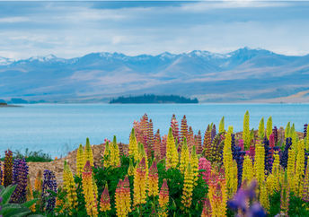 Landscape of New Zealand.