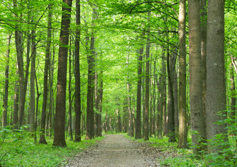 Forest trees.