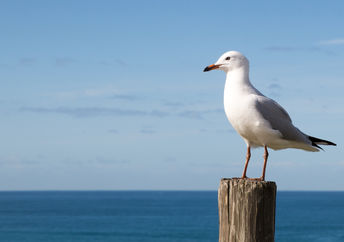 Seagull.