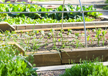 Vegetable garden.