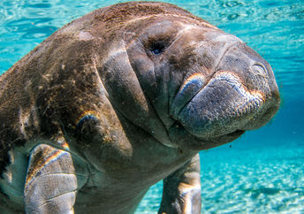 Manatee.