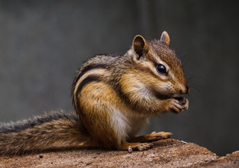 Cute Chipmunk.