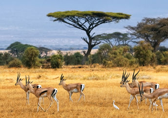 Gazelles in Kenya.