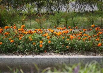 Flowers in the park.