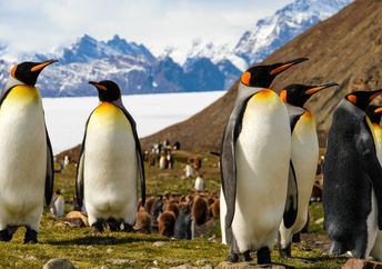 King penguins.