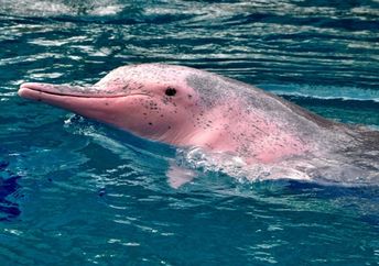A real pink dolphin.