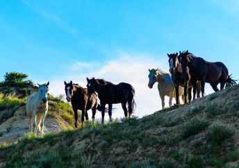 wild mustangs running free,