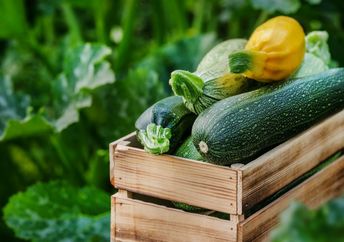 Just picked zucchini squash.