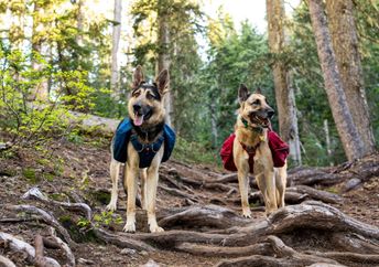 Two dogs wearing packs.