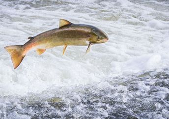 Atlantic salmon leaping.