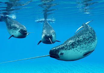 Narwhal males in their social group or pod.