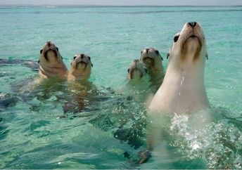 Sea lions in their natural habitat.