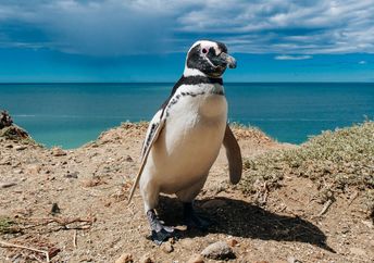 A Magellanic penguin off the coast of Argentina