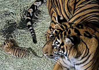 A new Sumatran tiger cub at the San Diego Zoo Safari Park