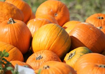 October is pumpkin season.