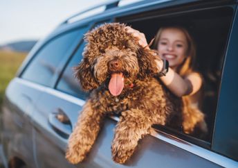 Family taking a road trip with their dog.