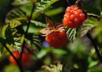 Wild raspberries have antimicrobial properties,