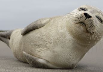 A young grey seal pup with something of an outgoing personality, and who just seems to play to the camera!