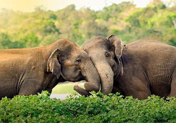 Two Asian elephants.