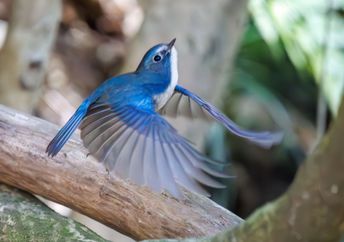 A happy blue bird, the Red-flanked Bluetail.