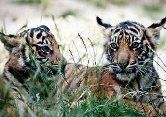 Rare Sumatran tiger cubs.