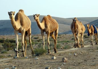 Camels in the Negev Desert.