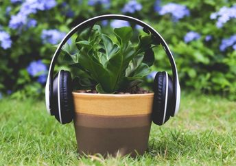 Headphones on a Bird's nest fern.