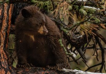 A wild bear cub.