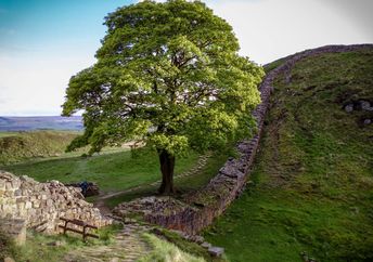 Sycamore Gap tree at Hadrian’s Wall before it was cut down.