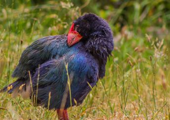 A takahē (Porphyrio hochstetteri), a brilliantly feathered New Zealand flightless bird.