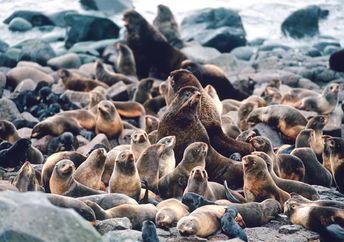 Northern fur seals.