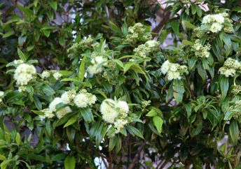 Flowers of a lemon myrtle tree.